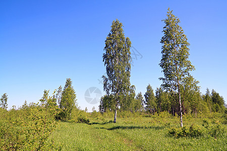 农村公路附近生态荒野叶子森林公园车道场景木头草本植物假期图片