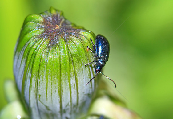 绿药草上的蓝虫瓢虫甲虫害虫翅膀草地花瓣场景环境叶子宏观图片