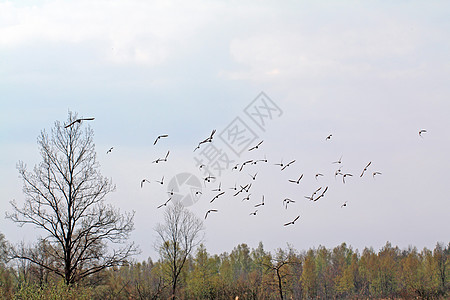 山羊在春天的沼泽上飞翔野生动物飞行波纹高地荒野场景团体橙子海岸线羽毛图片