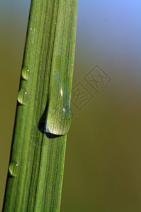 绿色草药的雨滴洪水草本植物特写镜头眼泪强光运球植物细雨刀刃图片