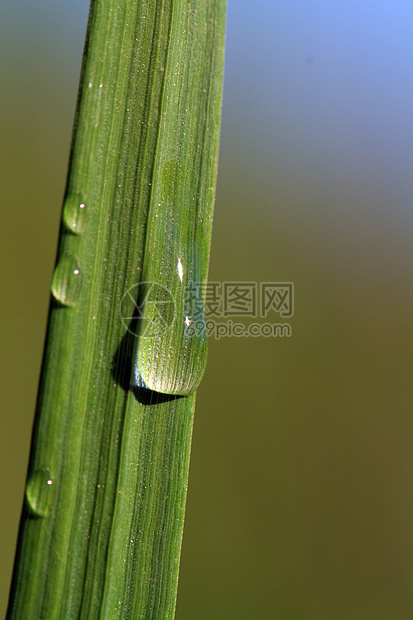 绿色草药的雨滴洪水草本植物特写镜头眼泪强光运球植物细雨刀刃图片