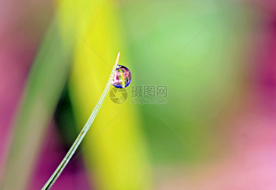 绿色草药的雨滴运球床单杂草植物细流环境宏观细雨气候特写图片