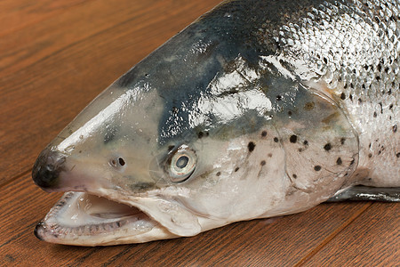 挪威鲑鱼头目背景图片