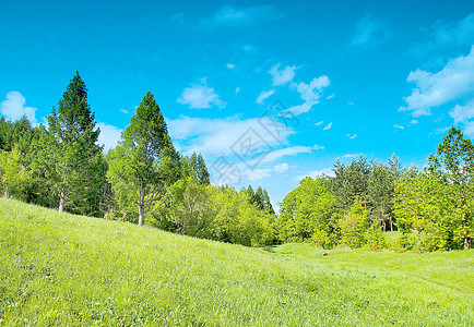 夏月森林景观与森林场地全景环境土地丘陵绿色孤独植物天空草地图片