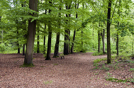 绿林生长林地木头车道场景阴影森林绿色树木凳子图片