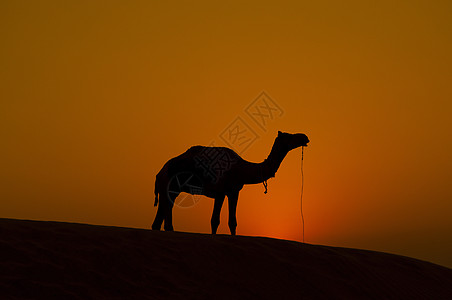 独孤骆驼图片
