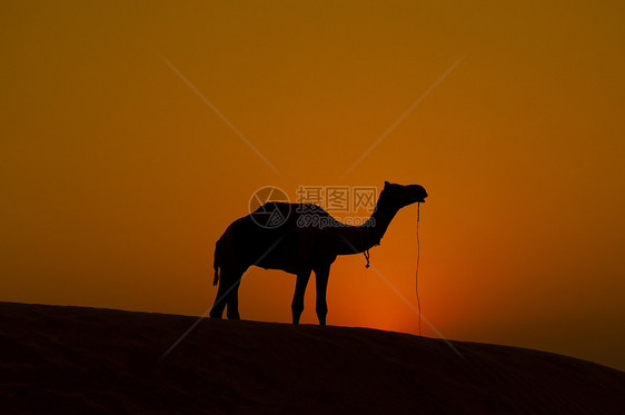 独孤骆驼图片