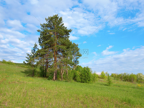 美丽的有松树的夏月风景图片