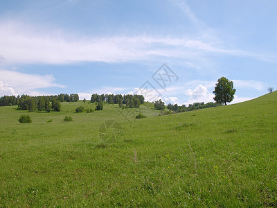 夏月森林景观与森林阳光草地场地蓝色绿色植物天空全景土地图片