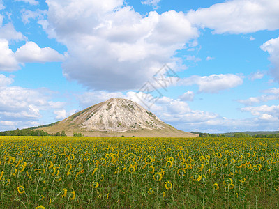 向日葵田 夏季风景乡村黄色天空花朵生活岩石蓝色绿色植物花瓣图片