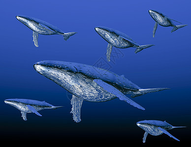 鲸微光蓝色鲸鱼鲸目座头鲸哺乳动物虚幻插图海洋动物背景图片