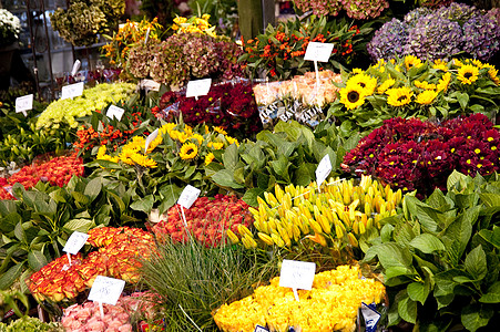 Amsterdam的花卉市场图片