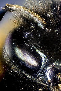 b 大黄蜂照片生物学动物显微皮肤昆虫蜜蜂复眼微生物学眼睛图片