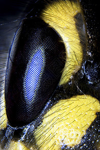 黄蜂显微警示昆虫黑色传感器动物显微镜微生物学工具复眼图片