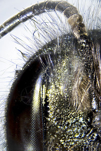 蜜蜂昆虫照片生物学触手皮肤动物群触角眼睛毛皮微距图片