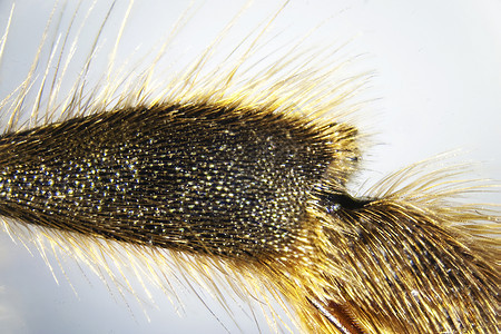蜜蜂摄影头发皮肤微距宏观显微触手动物群昆虫照片图片