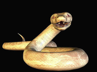 Python 符号动物学爬虫蟒蛇獠牙图片