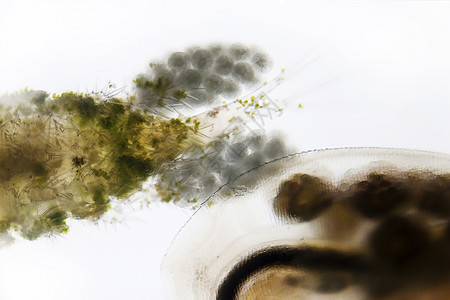 普兰顿触手摄影天线原虫水蚤动物学眼睛巨人微距生物图片