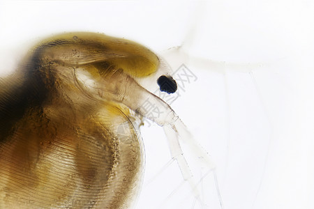 水蚤照片生物生态显微显微镜螃蟹小动物对虾甲壳类宏观图片