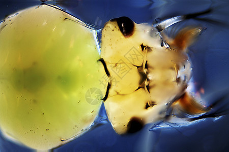 拉瓦形式皮肤生物学生物浮游宏观动物学幼虫眼睛科学图片