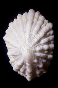 Snail 贝壳蜗牛壳海滩健康住房圆形蜗牛几何学宏观生物学海洋图片