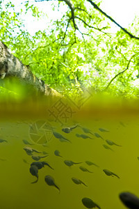 悲剧花粉生物学幼虫生物水生动物池塘水池青蛙两栖艺术图片