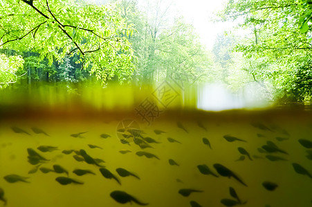 悲剧花粉旱獭青蛙水池生物学水生动物蟾蜍艺术生物动物图片