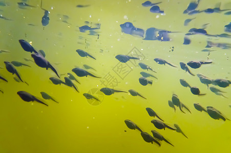 悲剧动物动物学生物学池塘水池生物水生动物两栖花粉艺术图片