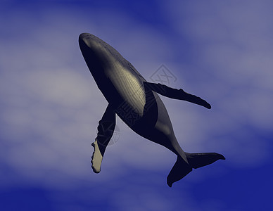 鲸渲染海洋学海洋鲸目动物蓝色微光虚幻哺乳动物座头鲸图片