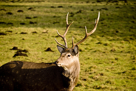 麈鹿肉草地动物学动物群野生动物红鹿鹿角荒野图片