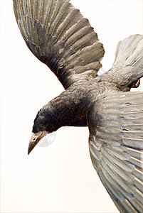 乌鸦飞行翅膀账单羽毛鸟类白色图片