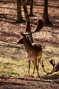 麈喇叭树木鹿肉野生动物动物群红鹿动物学荒野木头游戏图片