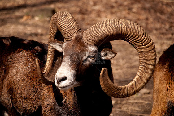 约木盘羊喇叭动物学野生动物游戏荒野动物群内存木头树木图片