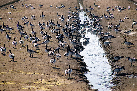 鹅海滩季节飞行航班海岸草地鸟类休息图片