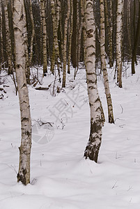 冬季现场冻结地景白色寒冷树木季节图片