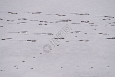 冬季现场寒冷鞭策芙蓉地景白色季节冻结鞭子图片