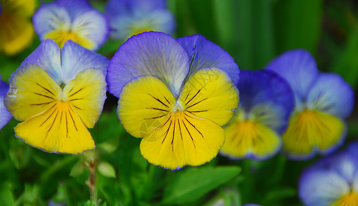 蓝色黄黄色花朵植物群花园花瓣图片