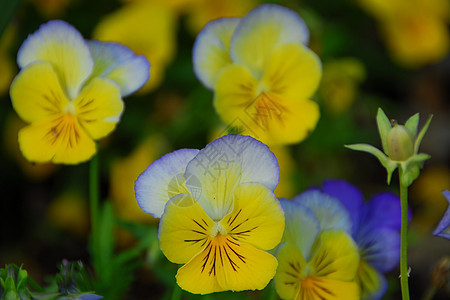 蓝色黄黄色花朵植物群花瓣花园背景图片