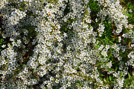 白色鲜花花朵花圈园艺新娘花园植物植物群图片
