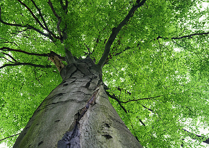在森林中漫步叶子树干生长木头分支机构植物树枝环境生态公园图片