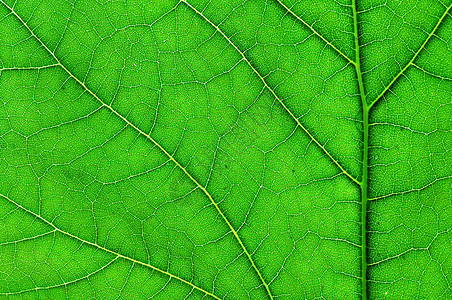 绿叶叶子绿色宏观细胞植物背景图片