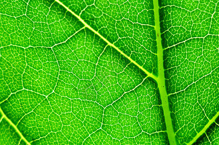 绿叶宏宏观绿色植物叶子细胞背景图片