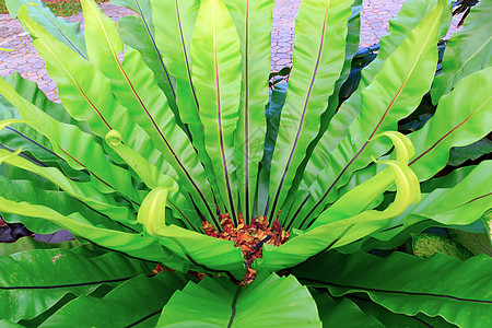 费尔生长植被蕨类环境植物群叶子衬套绿色热带荒野图片