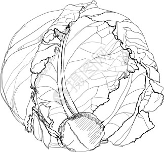 白菜矿物草图墨水生物学植物学手工蔬菜季节打印食物图片