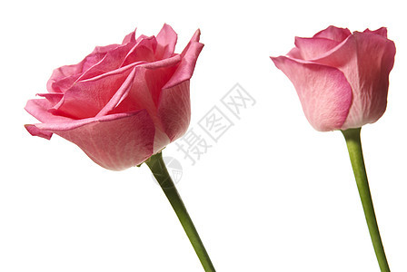 玫瑰宏观花头花瓣季节庆典粉色纪念日植物背光礼物图片