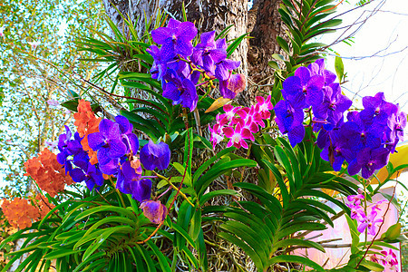 兰花植物学石斛绿色热带植物群花束紫色花瓣图片
