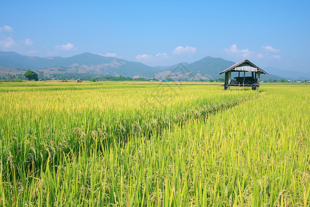 棚和稻田旅行农场环境天空生长场地种子小屋食物粮食图片