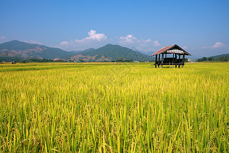 棚和稻田农场小屋天空草地生长种子热带假期谷物旅行图片