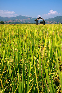 棚和稻田环境热带旅行叶子种子草地季节植物场地天空图片