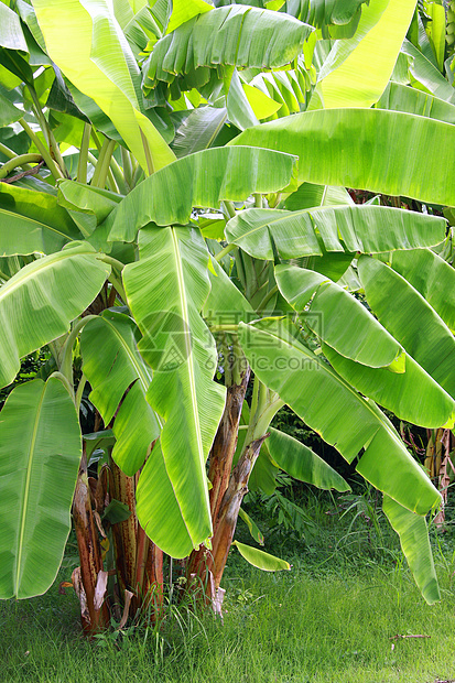 香蕉树树干叶子香蕉植物绿色热带生长水果种植园培育图片